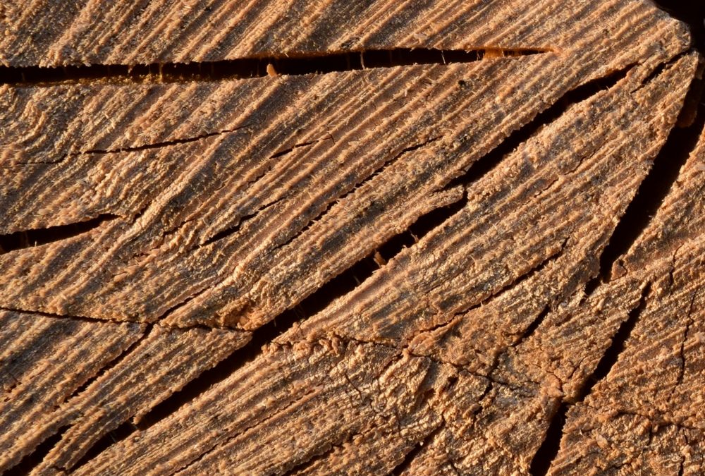 Hållbarhetstrenden speglas i detaljhandeln